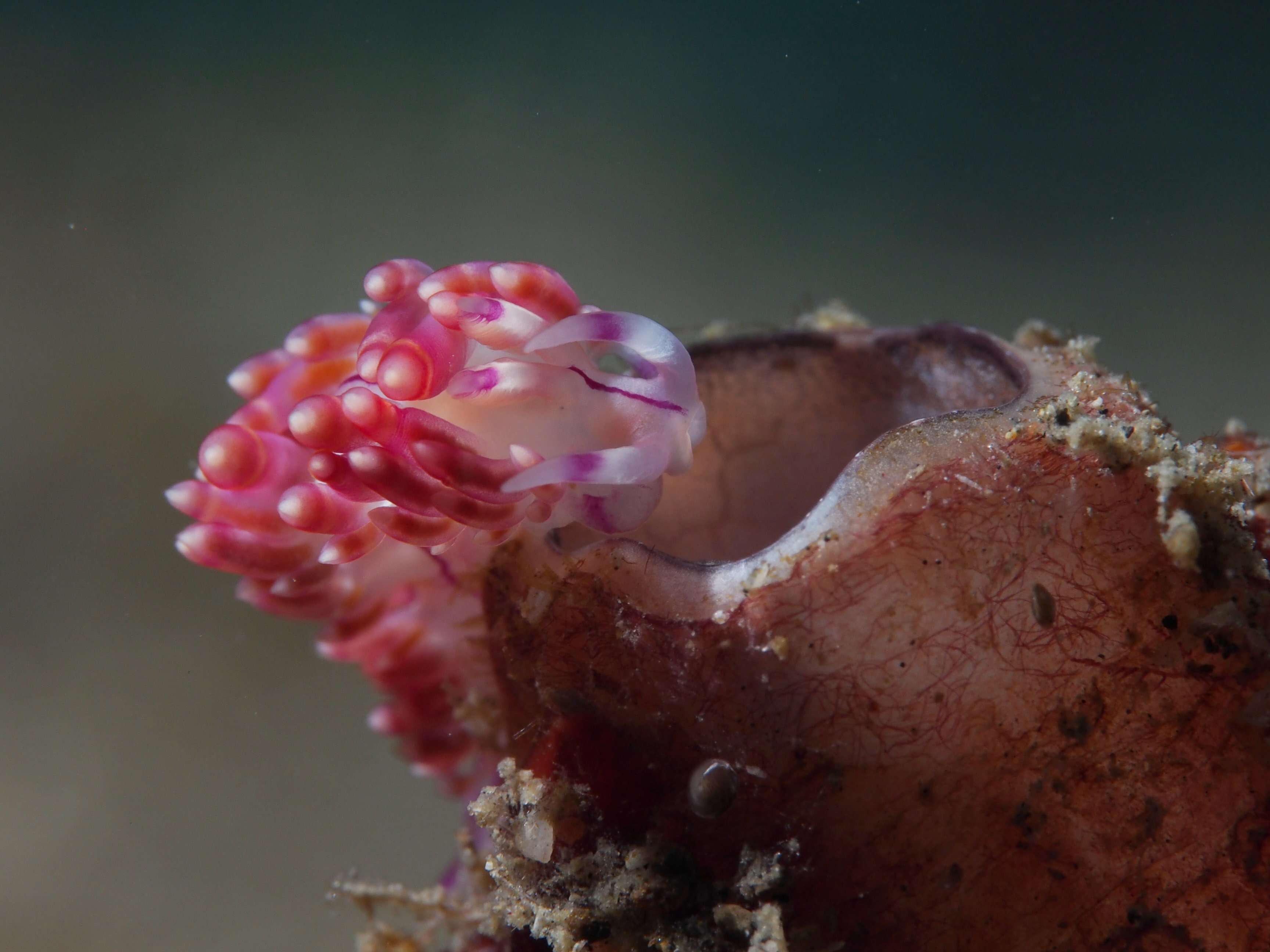 Image of Whitetip purple cerrata pink slug