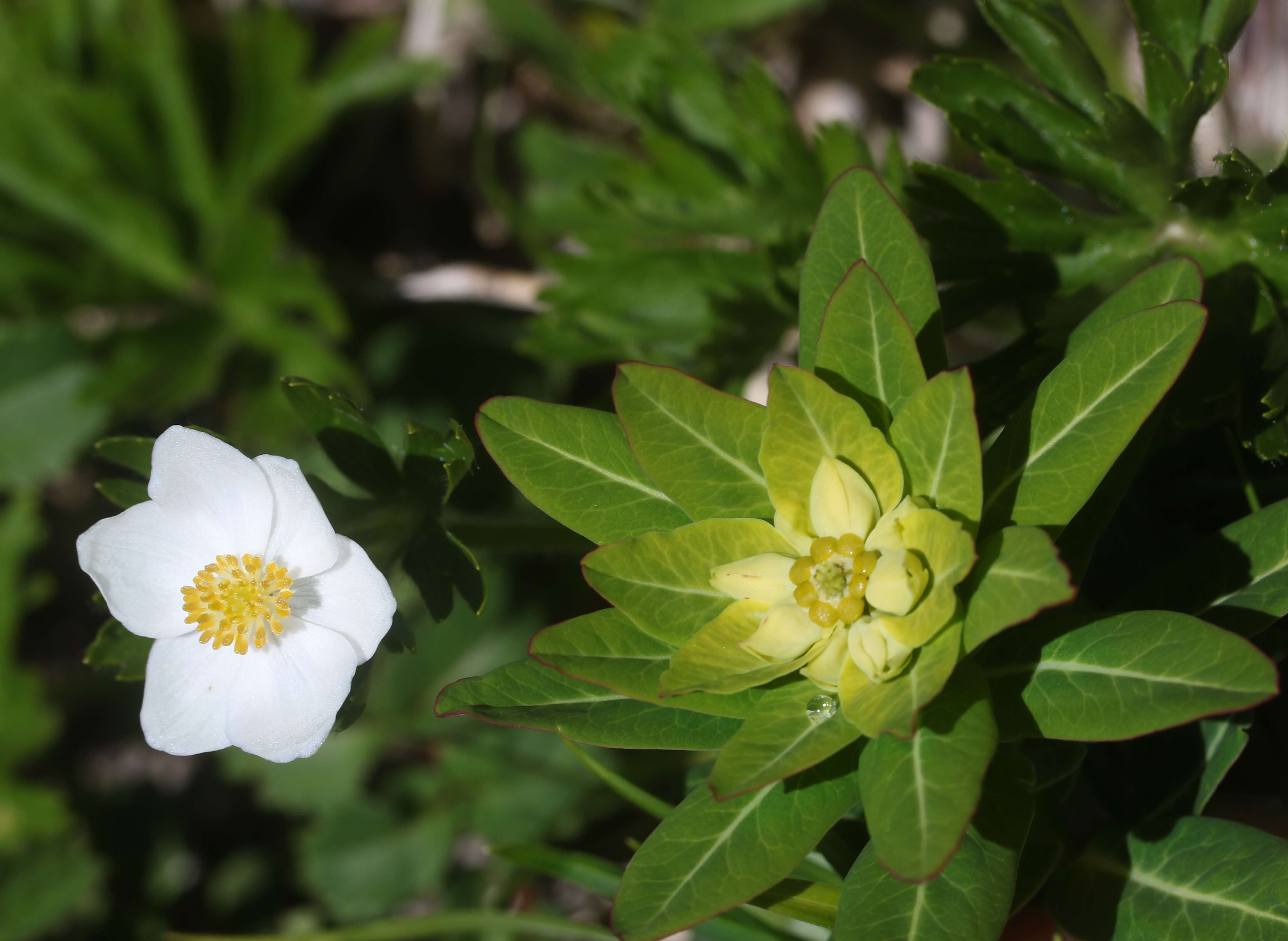 Imagem de Anemonastrum narcissiflorum subsp. narcissiflorum