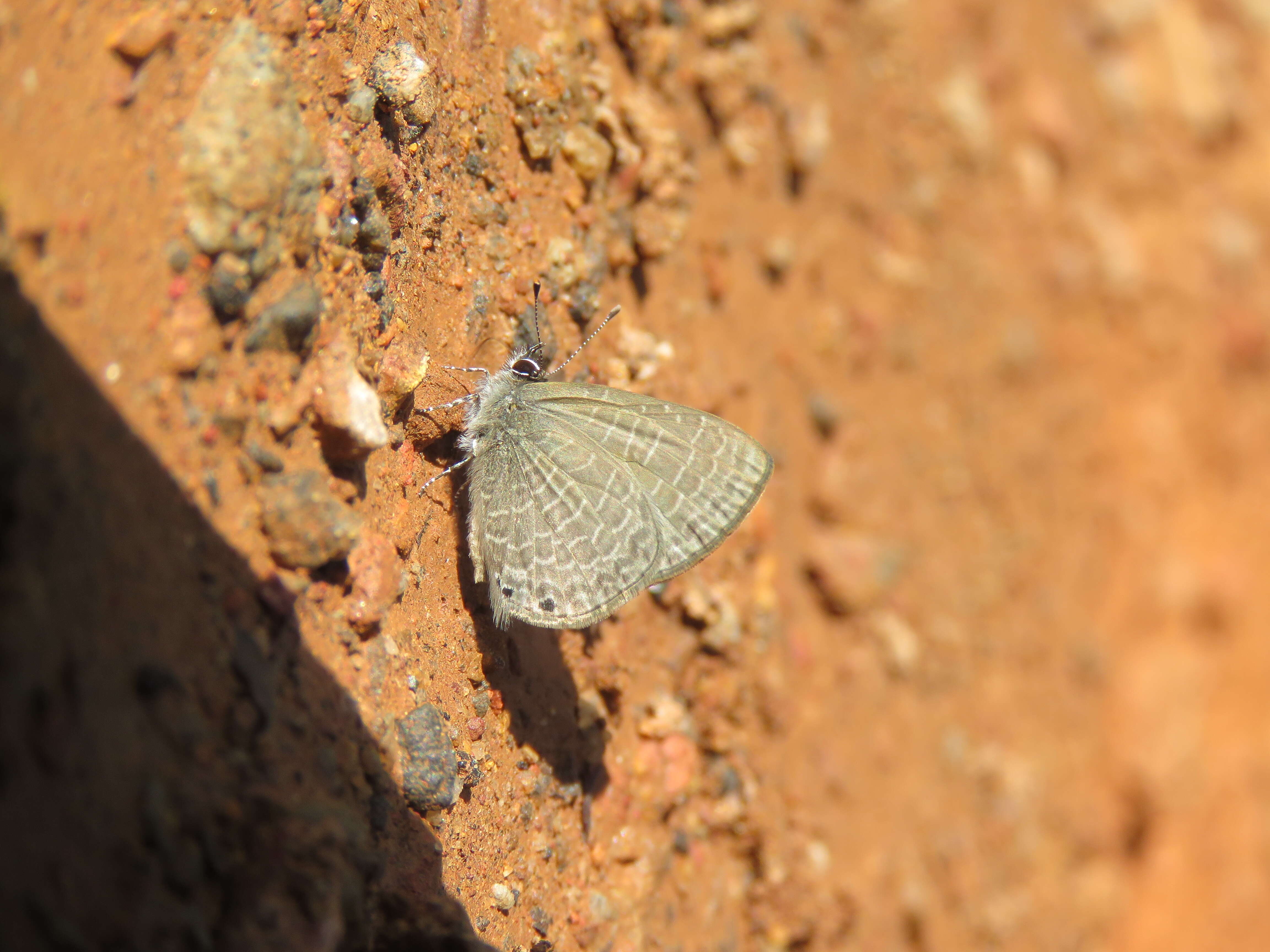 Image of Dingy Line blue