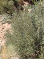 Image of littleleaf mountain mahogany