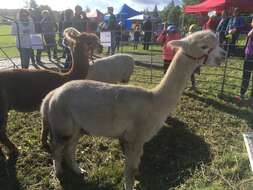 Image of Alpaca