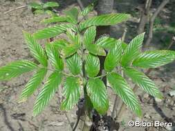 Leea indica (Burm. fil.) Merr. resmi