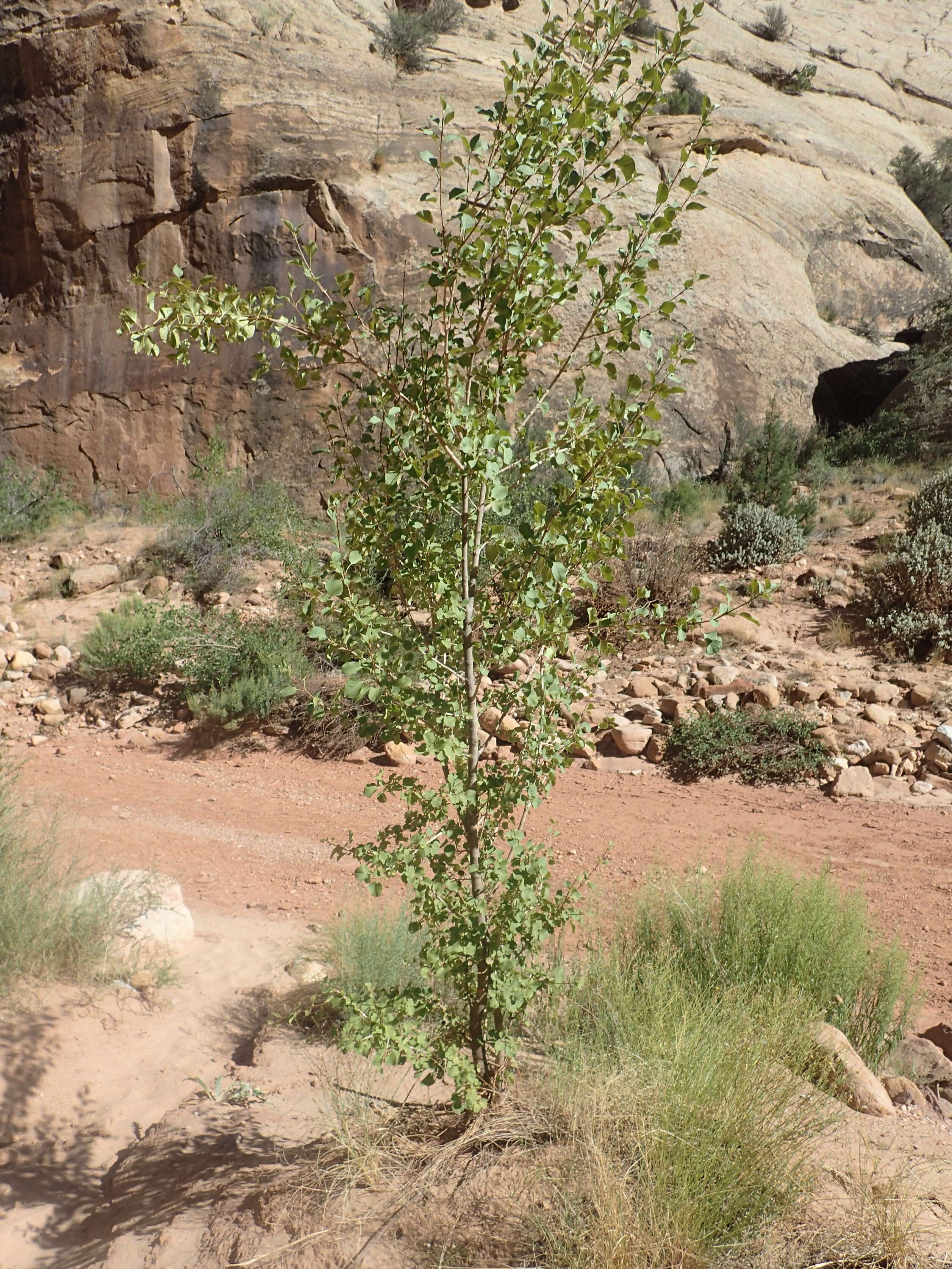 Image of single-leaf ash