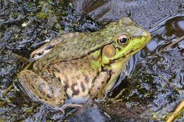 Image of Green Frog