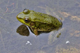 Sivun Lithobates clamitans (Latreille ex Sonnini de Manoncourt & Latreille 1801) kuva