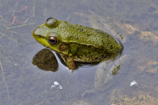 Sivun Lithobates clamitans (Latreille ex Sonnini de Manoncourt & Latreille 1801) kuva