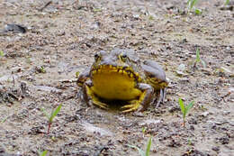 Sivun Lithobates clamitans (Latreille ex Sonnini de Manoncourt & Latreille 1801) kuva