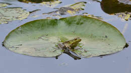 Sivun Lithobates clamitans (Latreille ex Sonnini de Manoncourt & Latreille 1801) kuva