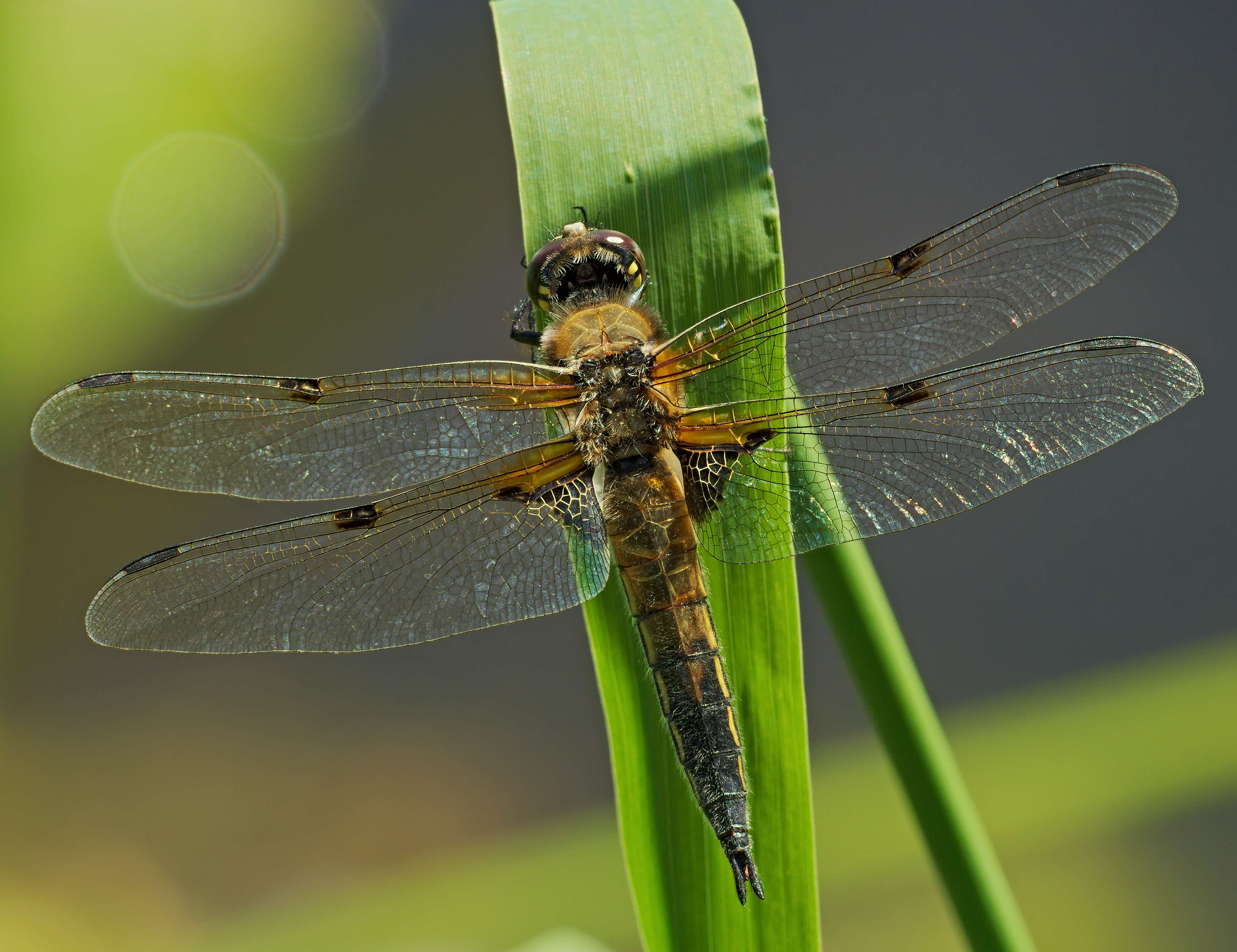 Image of Four-spotted Chaser