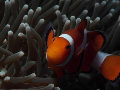 Imagem de Amphiprion ocellaris Cuvier 1830