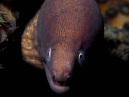 Image of Greyface moray