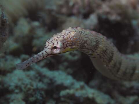 Image of Scribbled pipefish