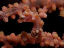 Image of Bargibant's Seahorse