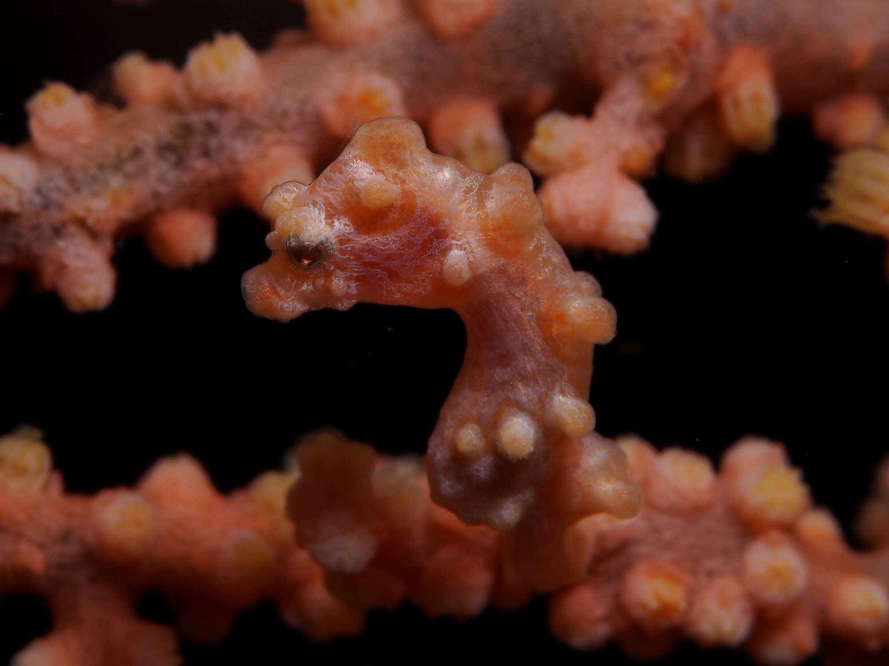 Image of Bargibant's Seahorse