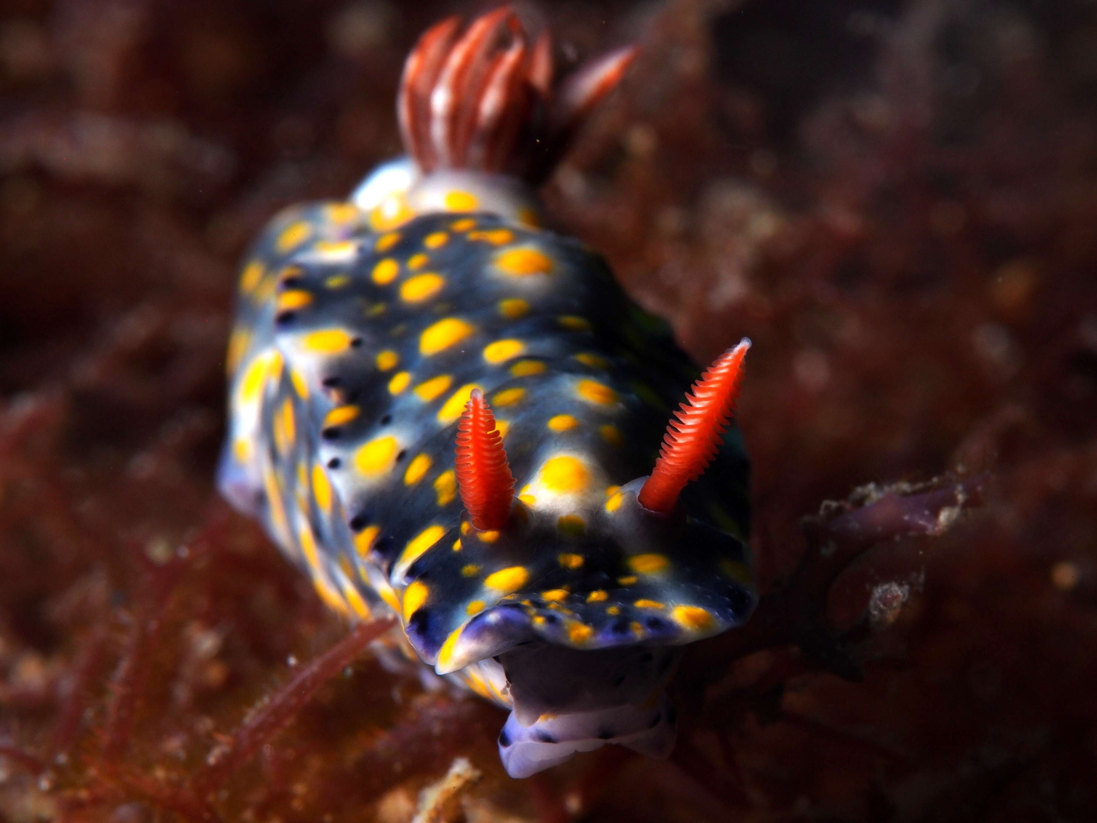 Image of Red gilled yellow spotted green slug