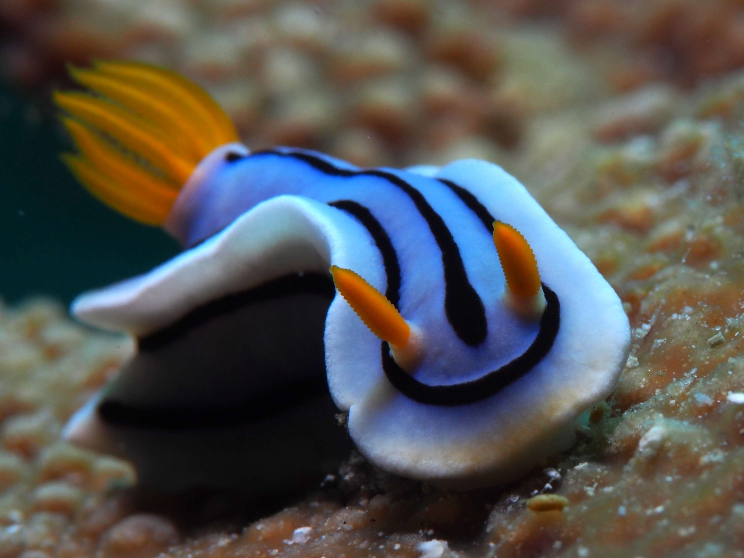 Image de Chromodoris lochi Rudman 1982