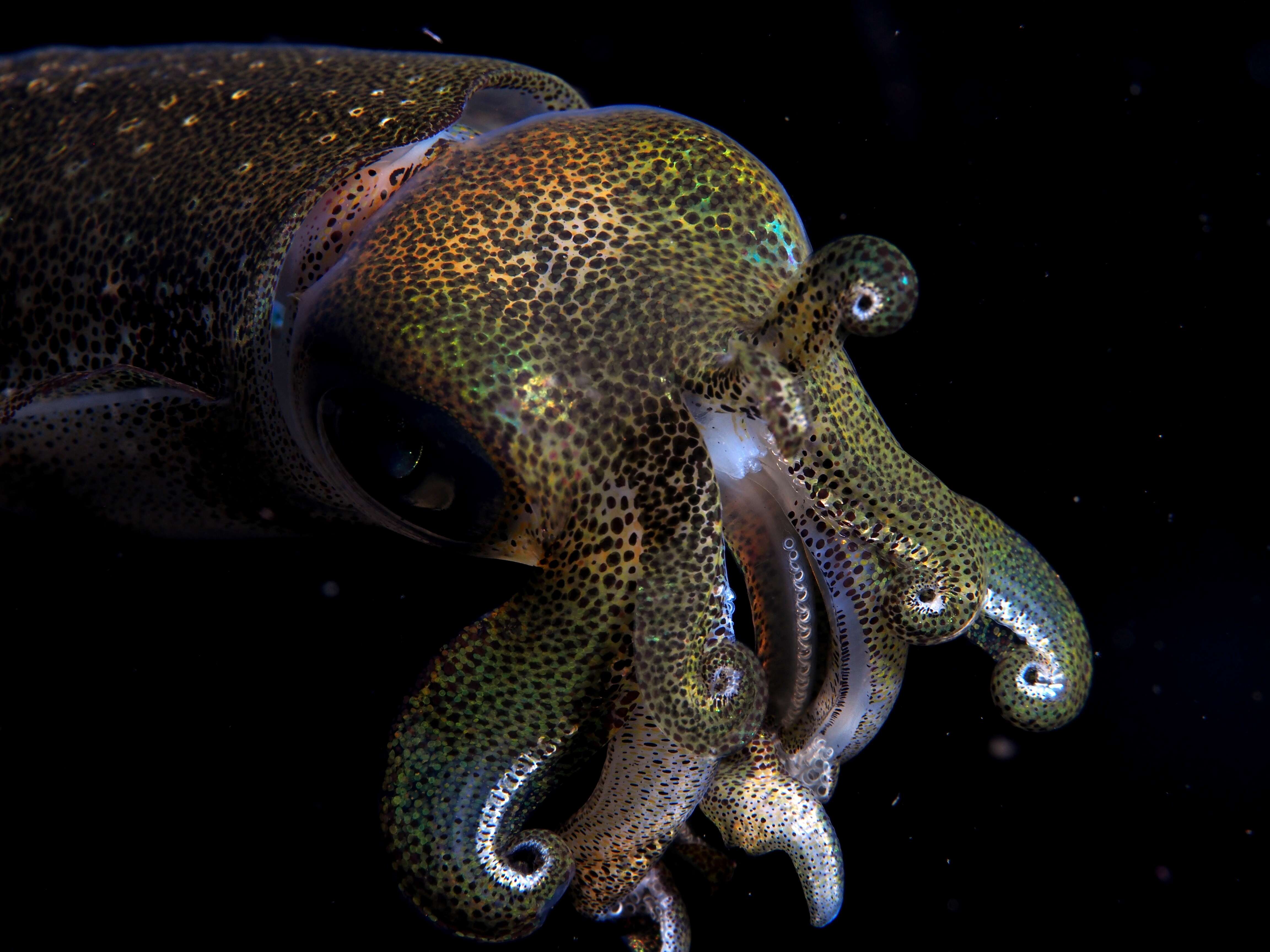 Image of bigfin reef squid