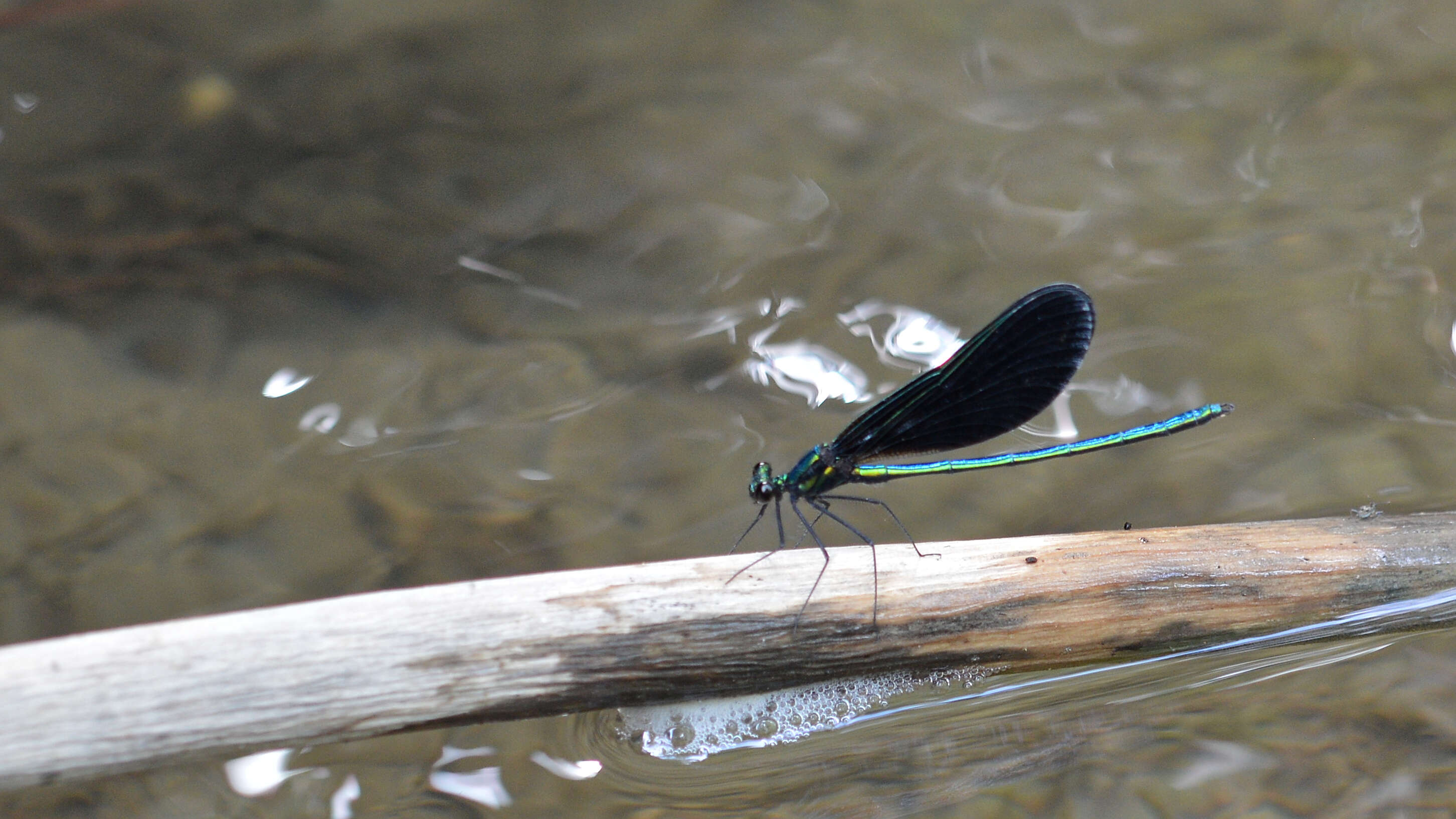 Image of Ebony Jewelwing