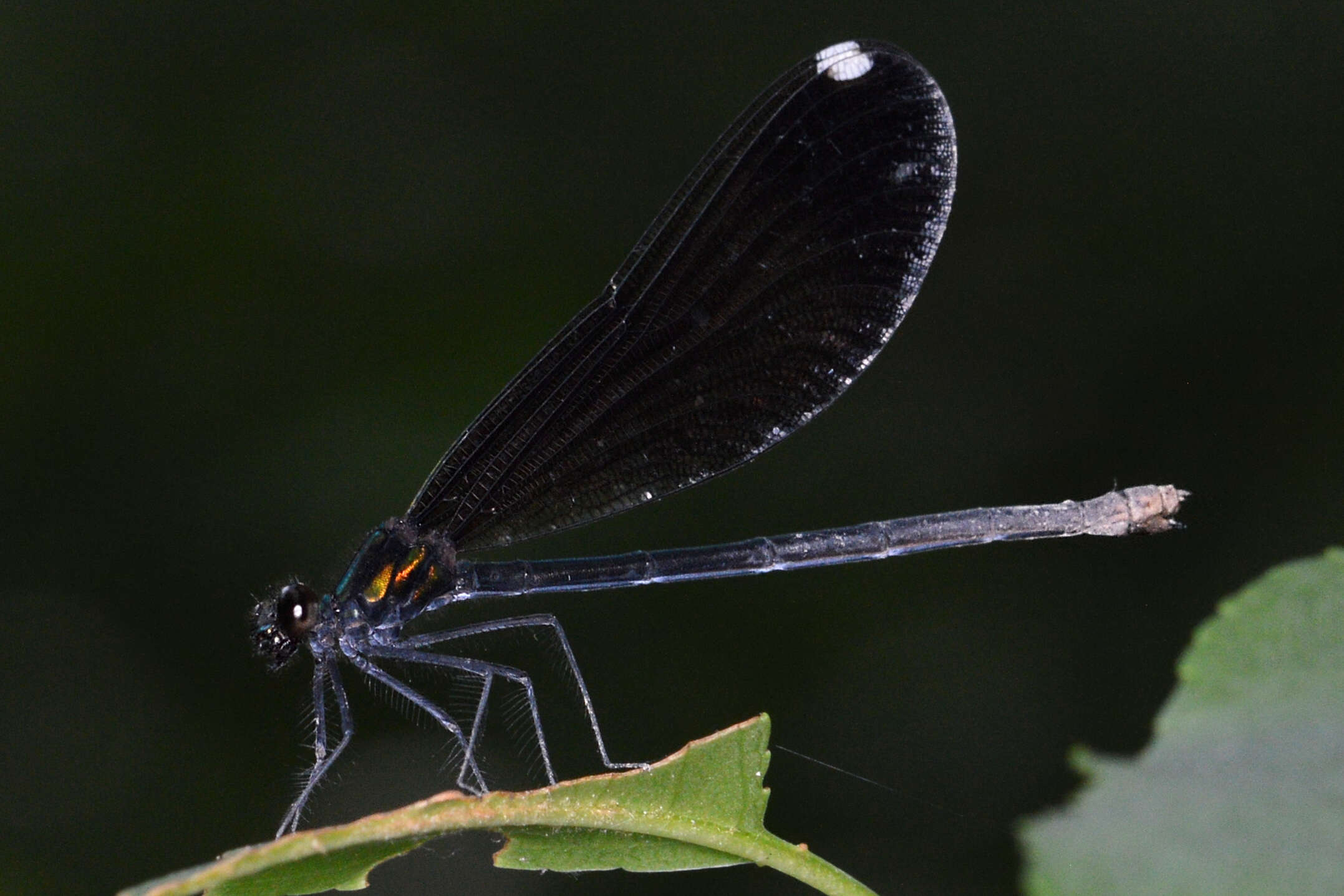 Image of Ebony Jewelwing