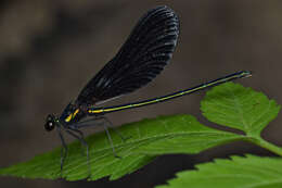 Image of Ebony Jewelwing