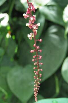 Image of Trichostigma peruvianum (Moquin) H. Walter