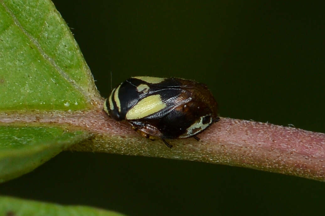 Image of Dogwood Spittlebug