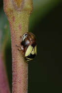 Image of Dogwood Spittlebug