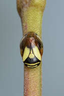 Image of Dogwood Spittlebug