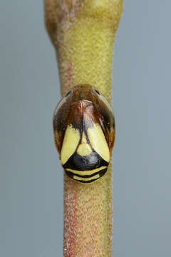 Image of Dogwood Spittlebug