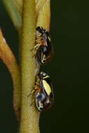 Image of Dogwood Spittlebug