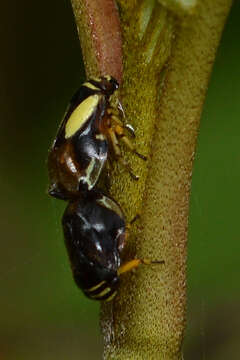 Image of Dogwood Spittlebug