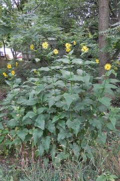 Silphium perfoliatum L. resmi