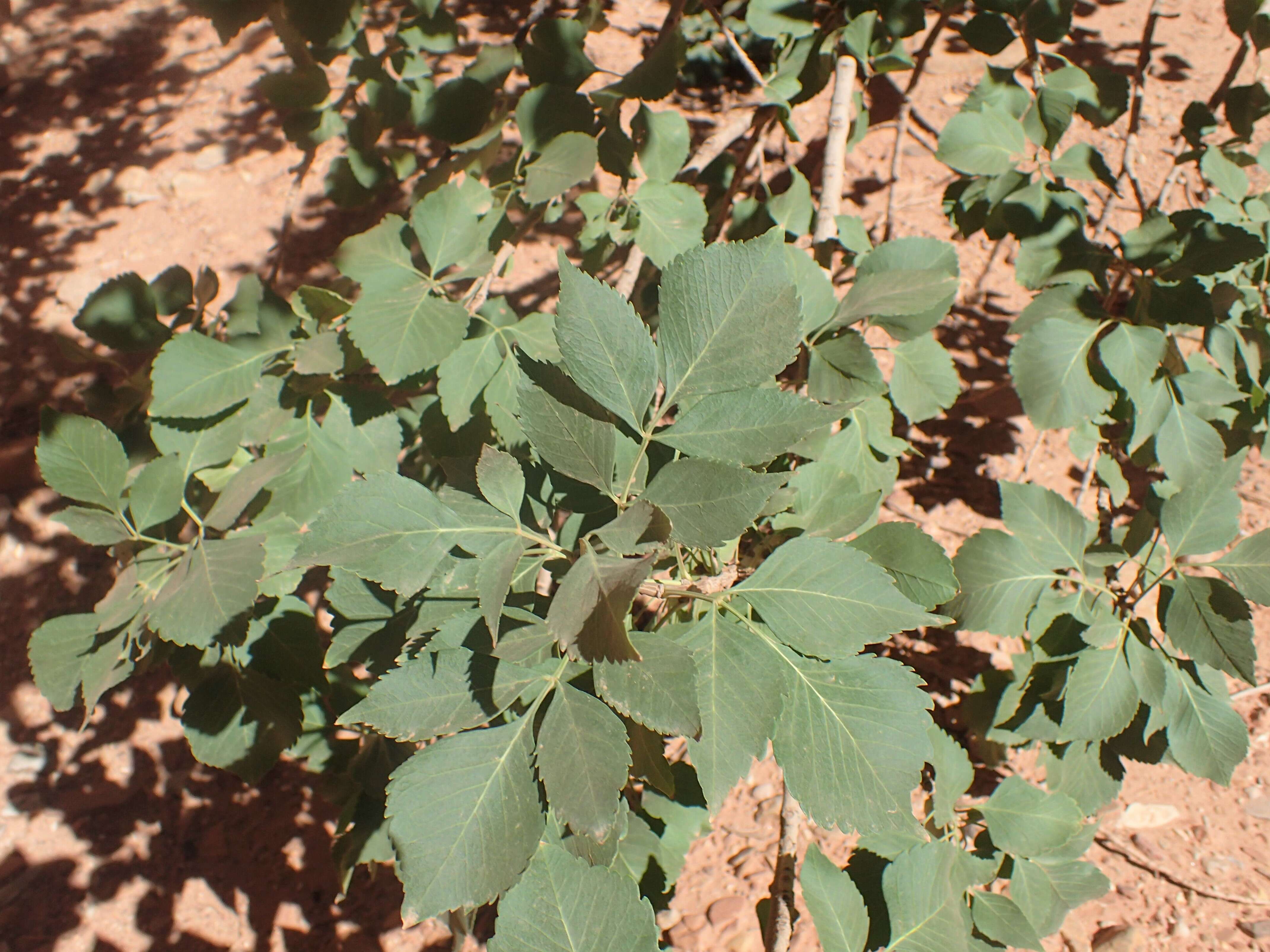 Image of single-leaf ash