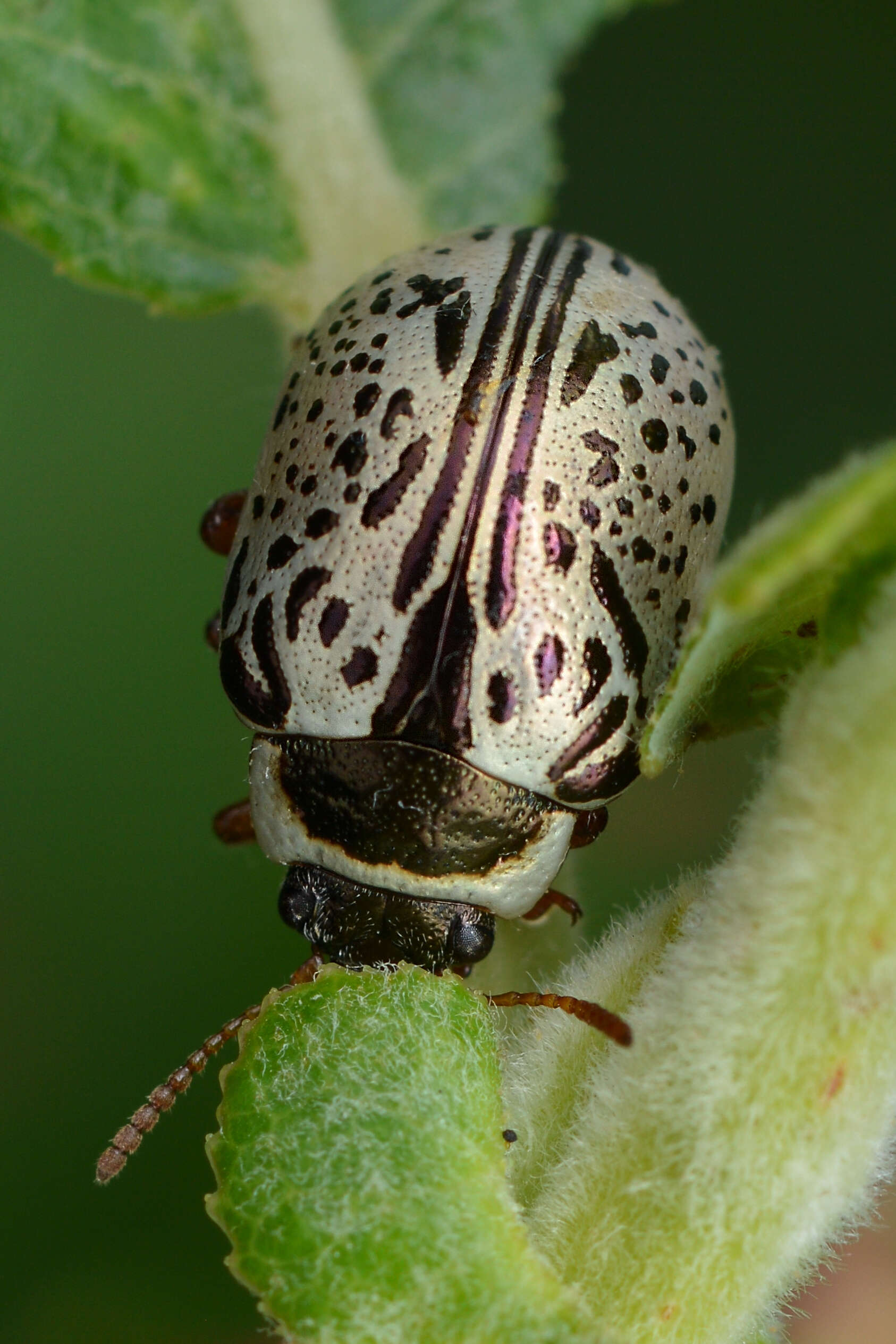 Image of Common Willow Calligrapha