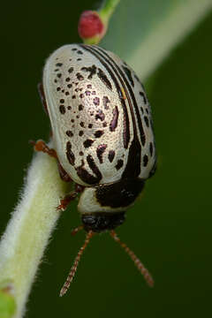 Image of Common Willow Calligrapha