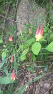 Image of red columbine