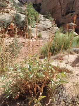 Image of Palmer's penstemon