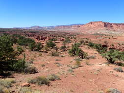 Image of Colorado Pinyon