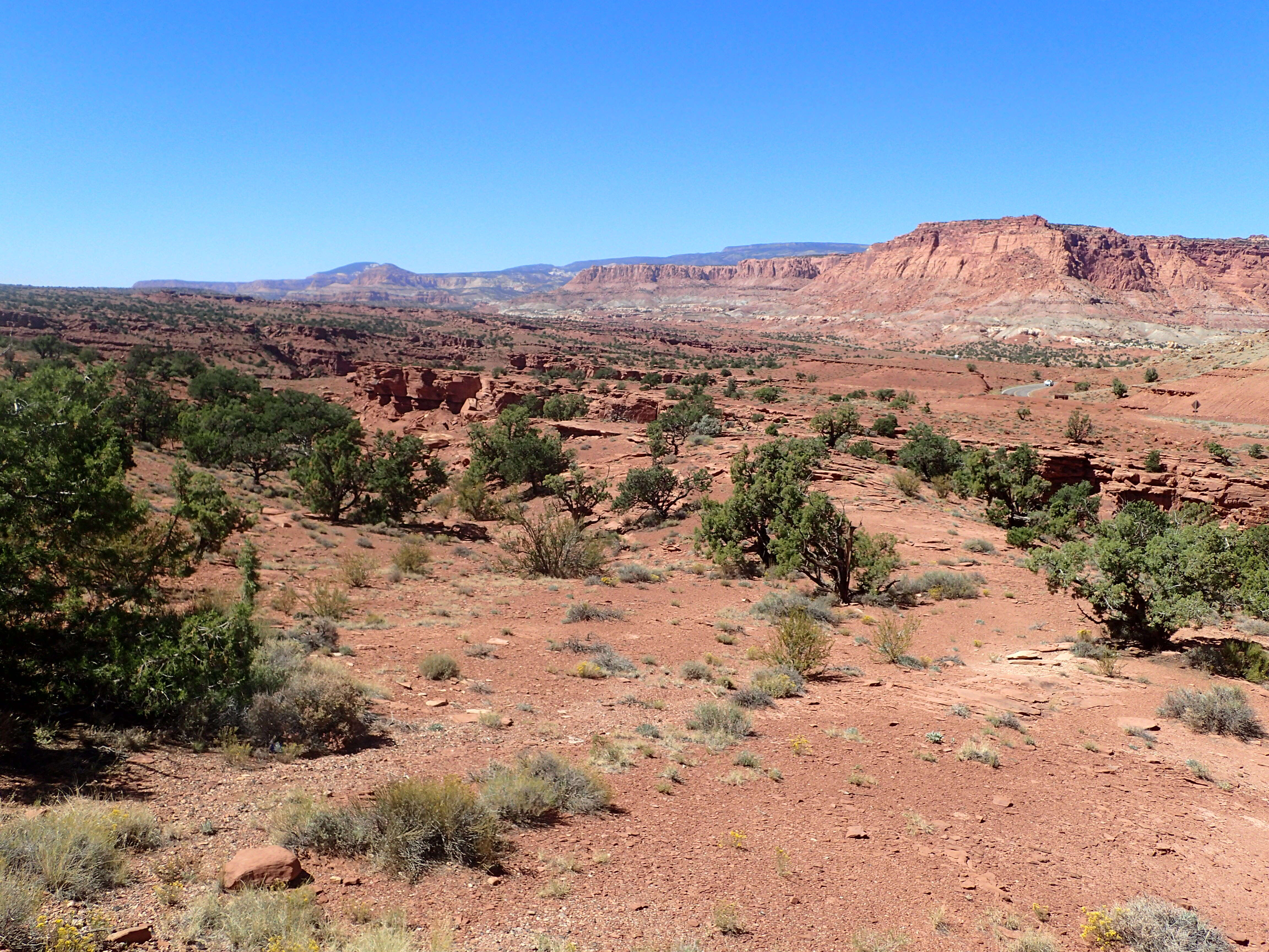 Image of Colorado Pinyon