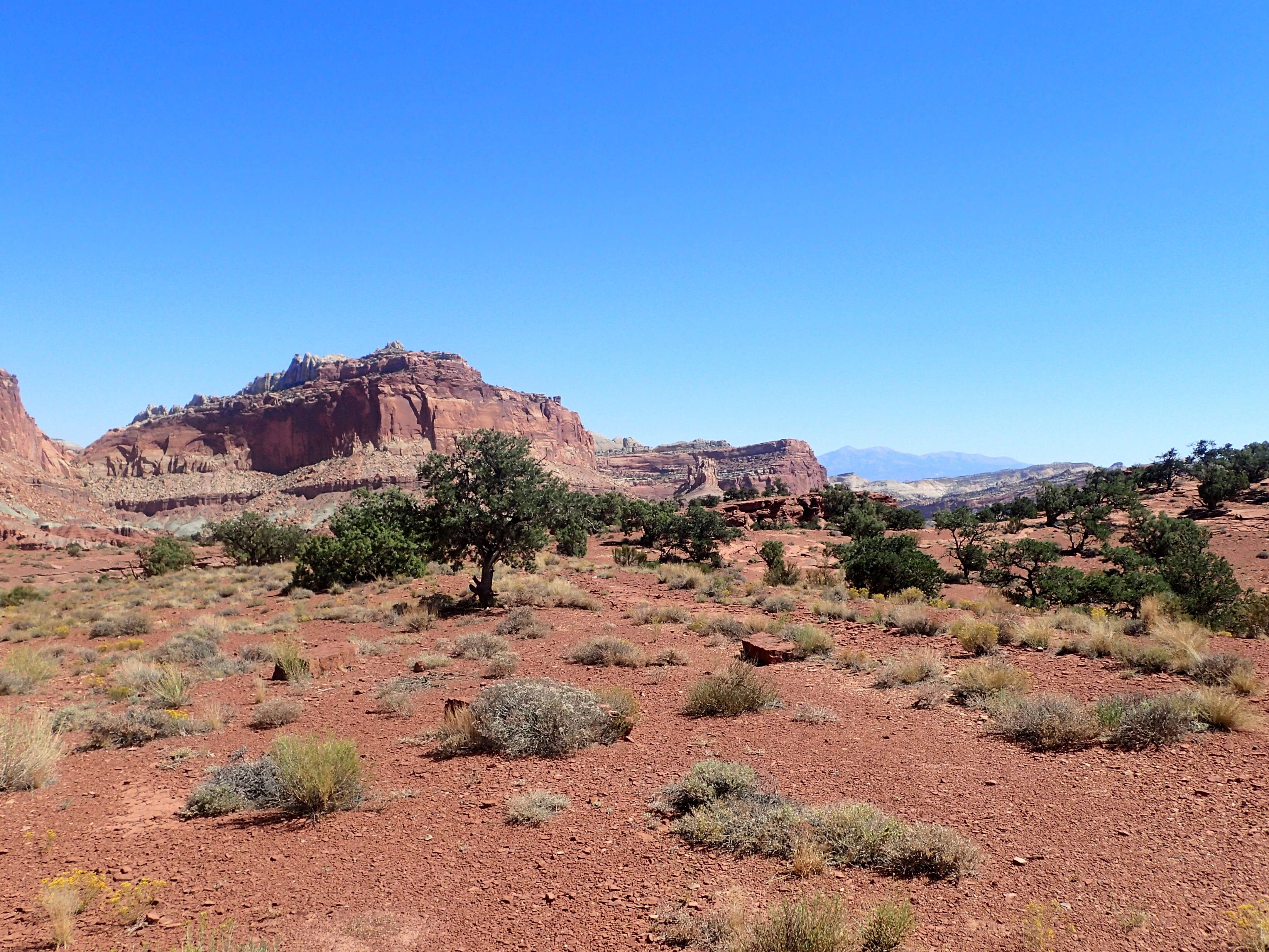 Image of Colorado Pinyon