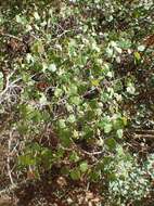 Image of fragrant sumac