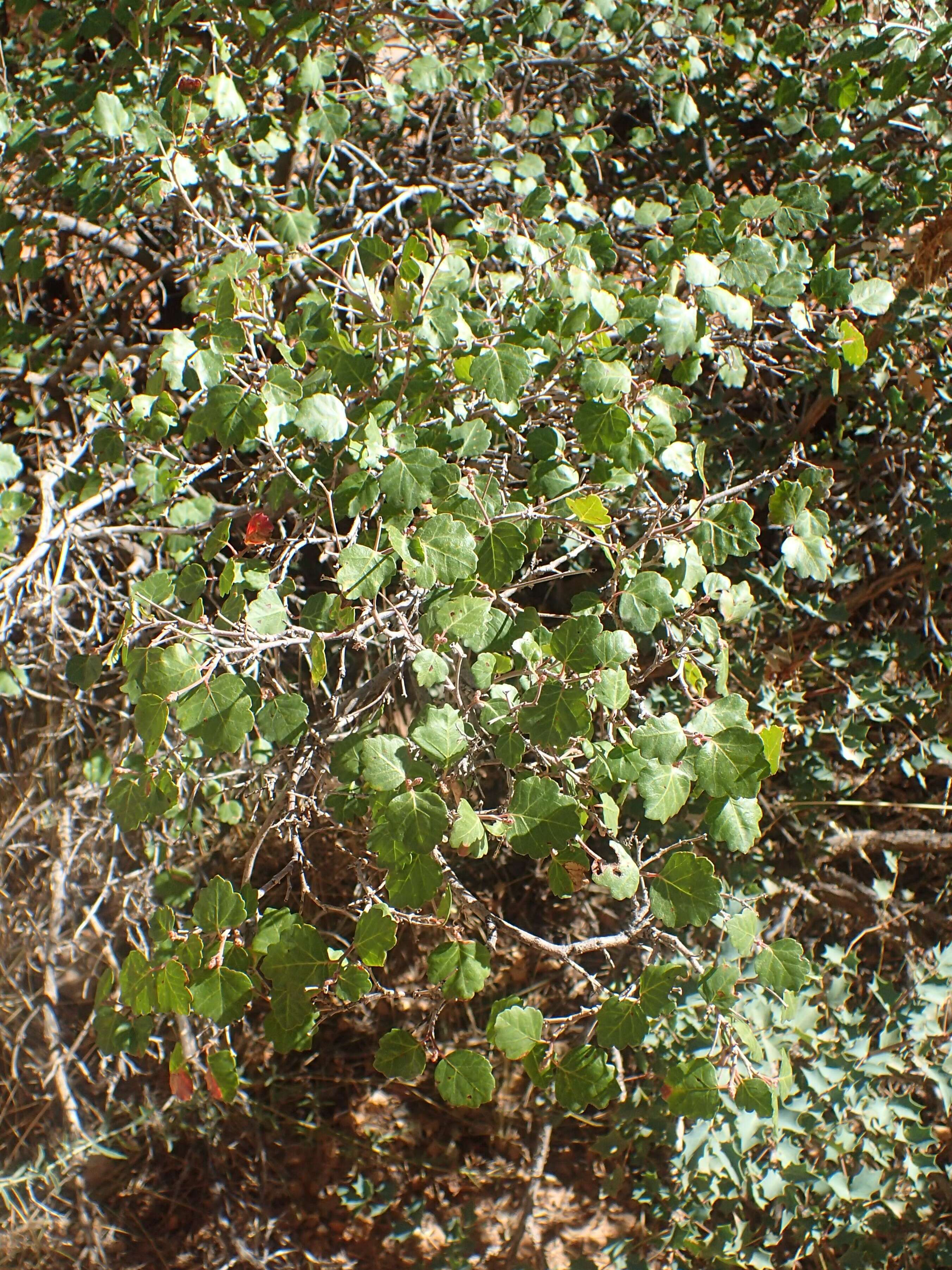 Image of fragrant sumac