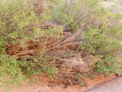 Image of fragrant sumac