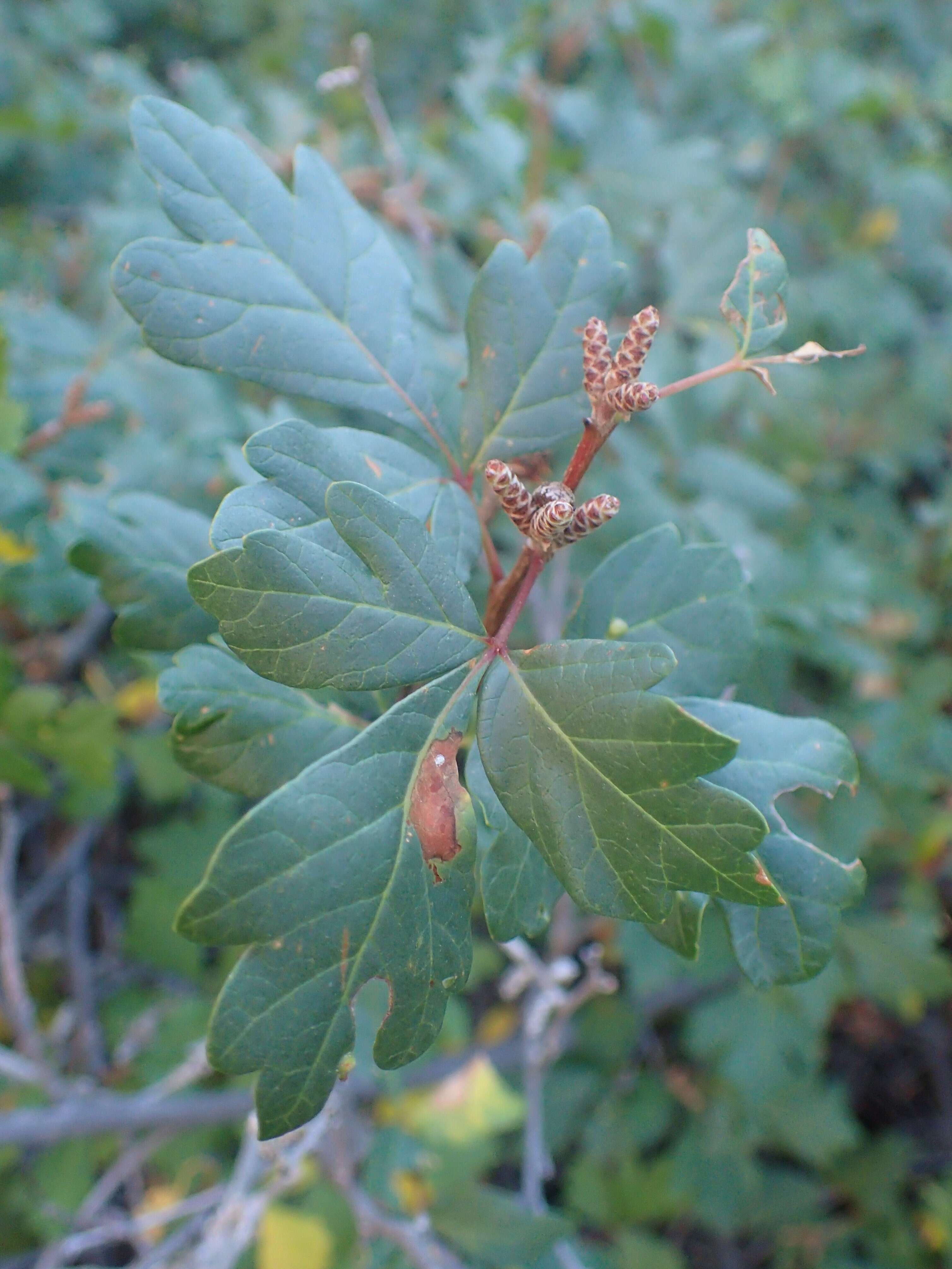 Image of fragrant sumac