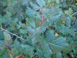 Image of fragrant sumac