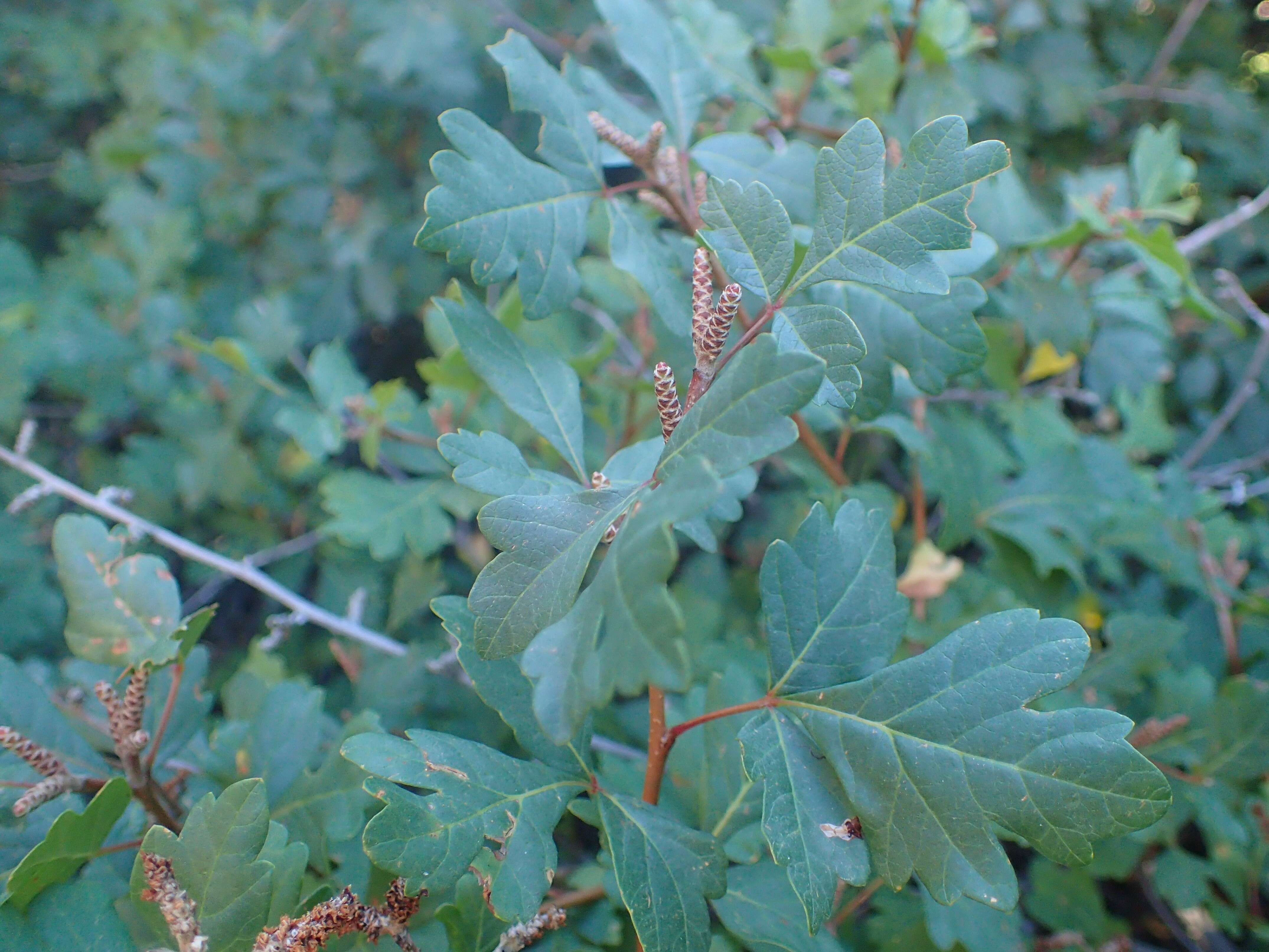 Image of fragrant sumac