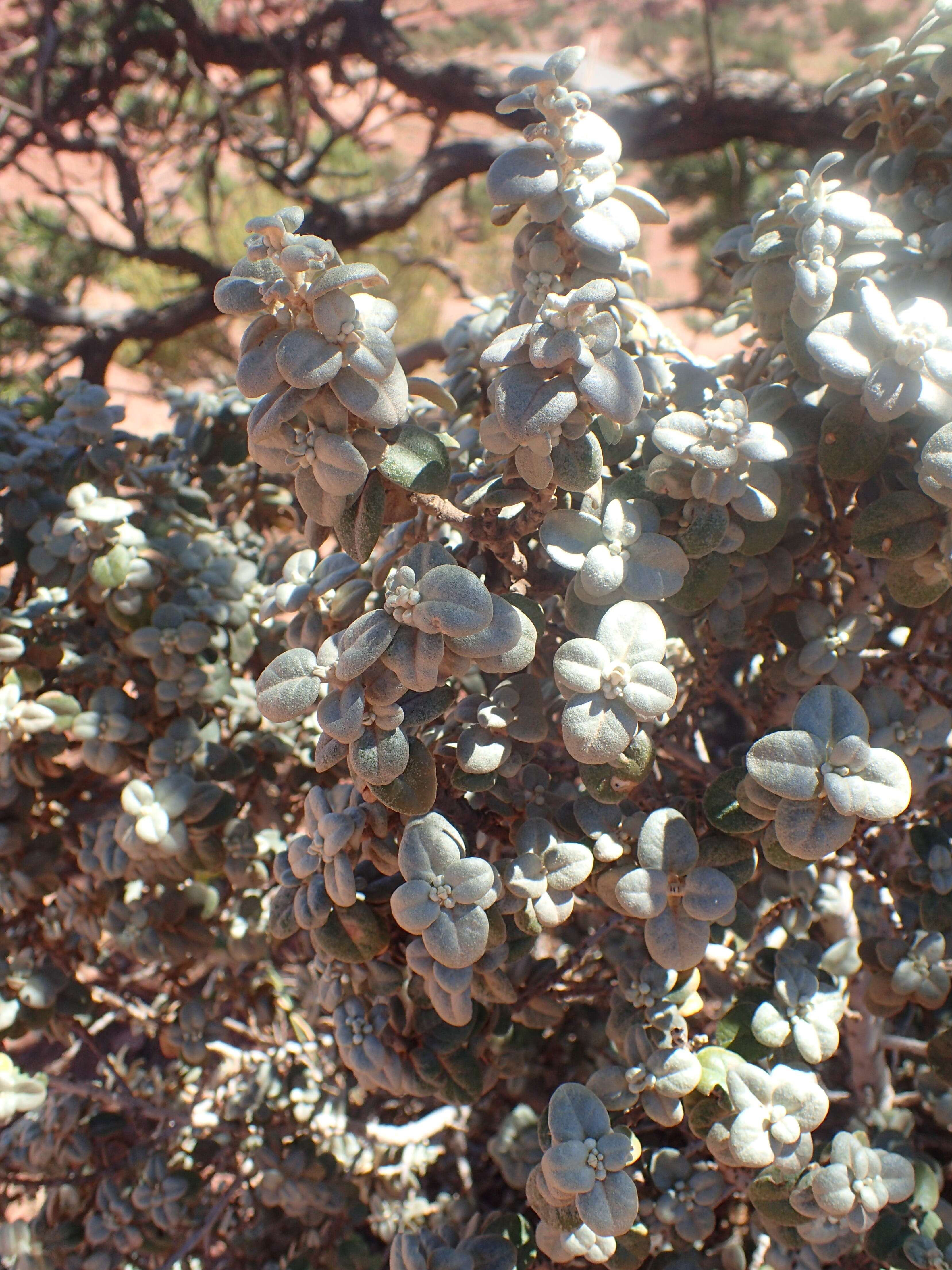 Image of roundleaf buffaloberry