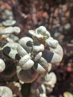 Image of roundleaf buffaloberry