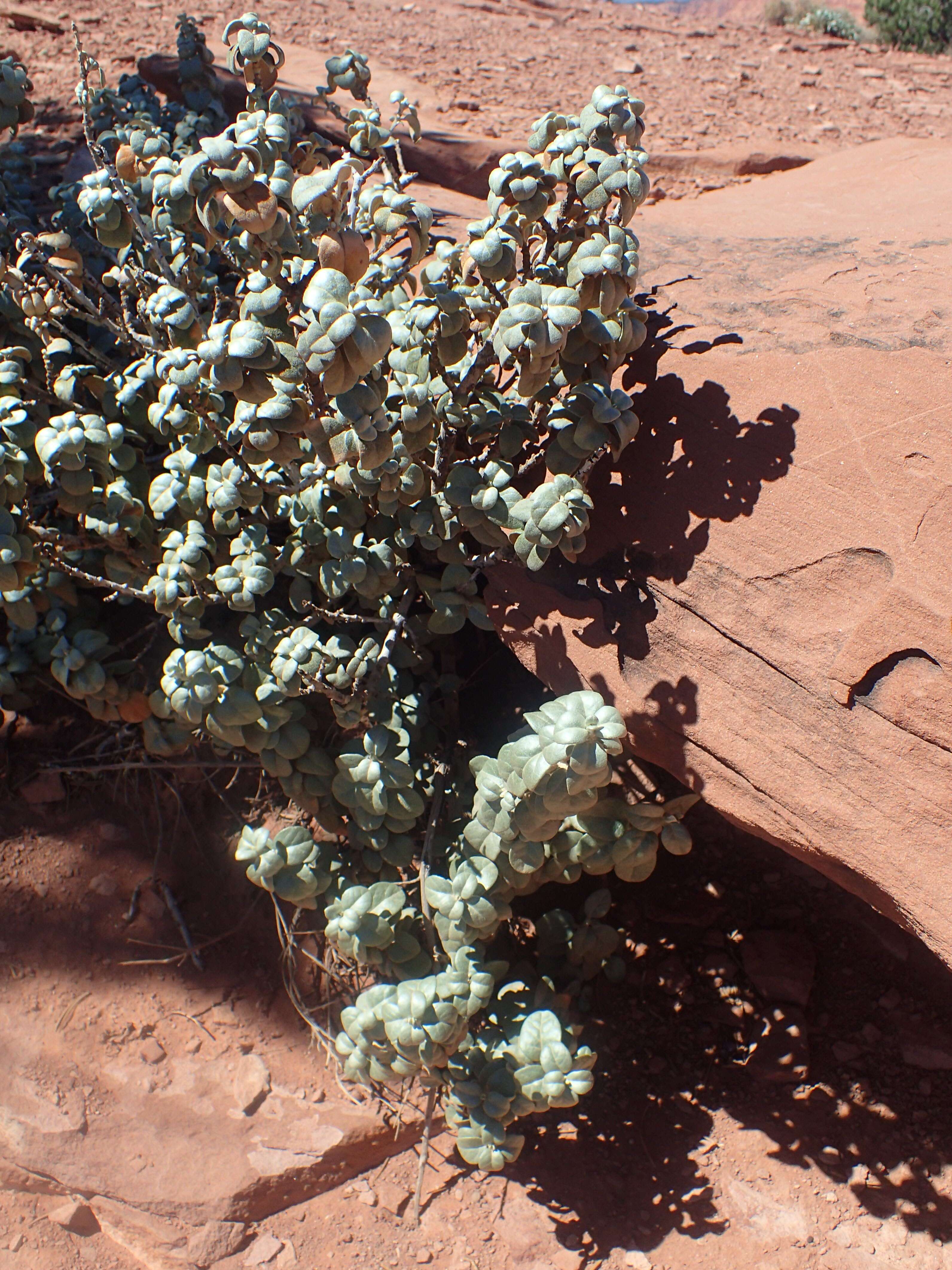 Image of roundleaf buffaloberry