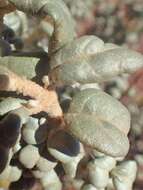 Image of roundleaf buffaloberry